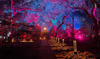 Proteus helps fulfill Lightswitch design for “Enchanted Forest of Light” at Descanso Gardens
